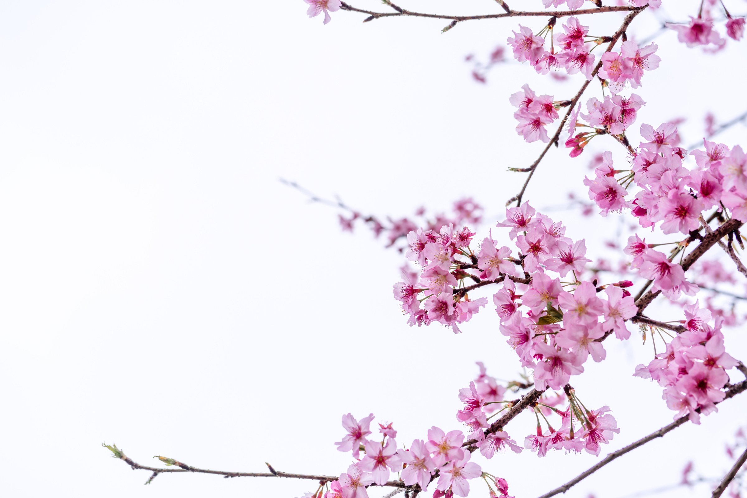 Beautiful Cherry Blossoms 