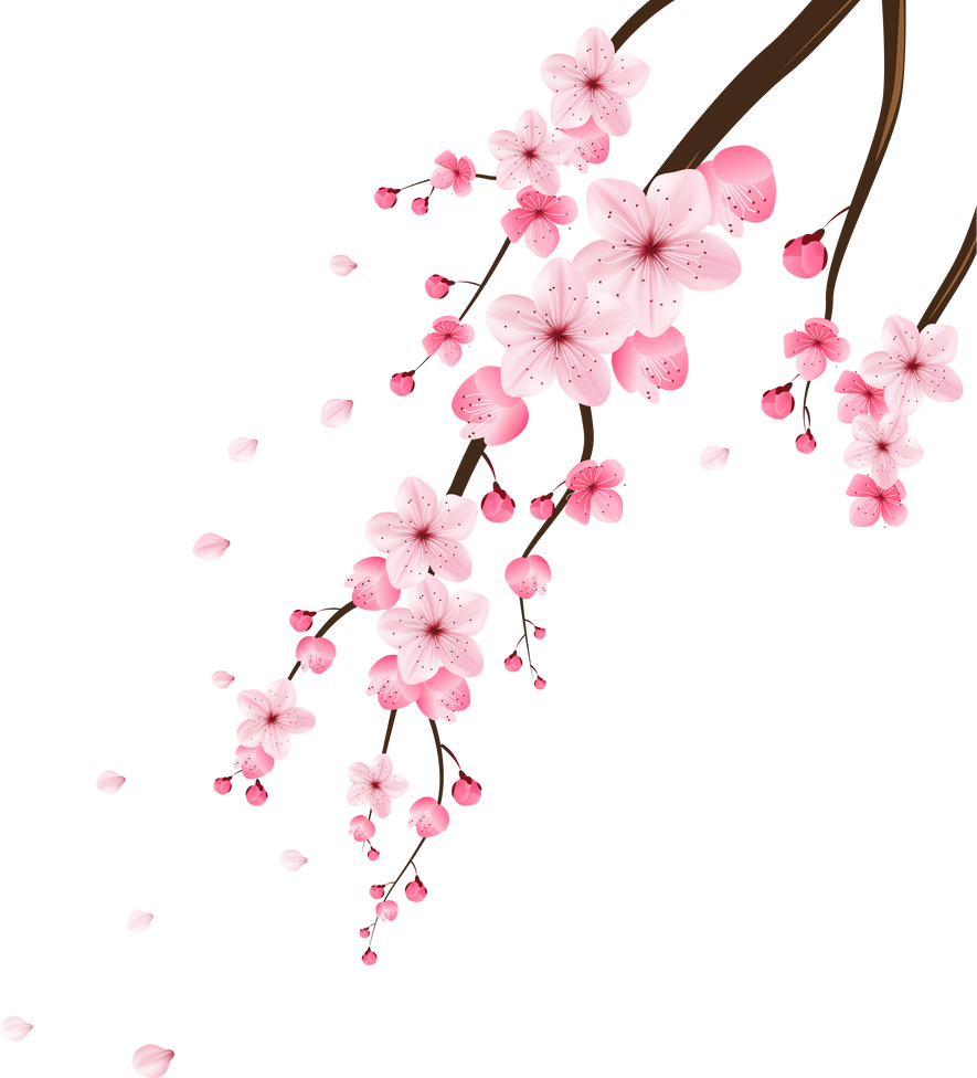 Pink Cherry Blossom